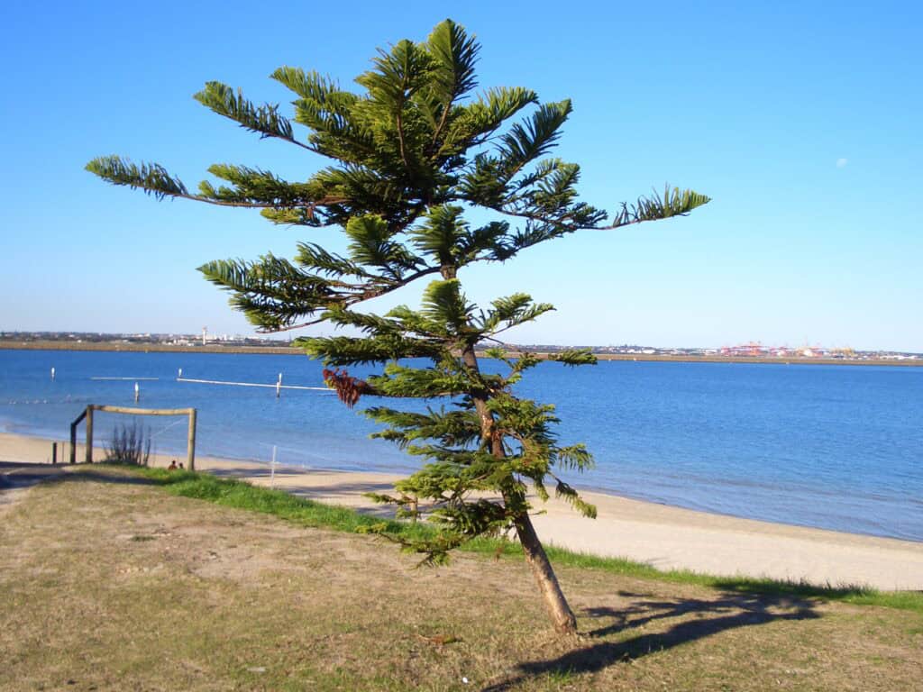 Kyeemagh Beach on Botany Bay