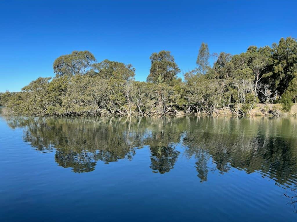 Wetland surrounded by trees