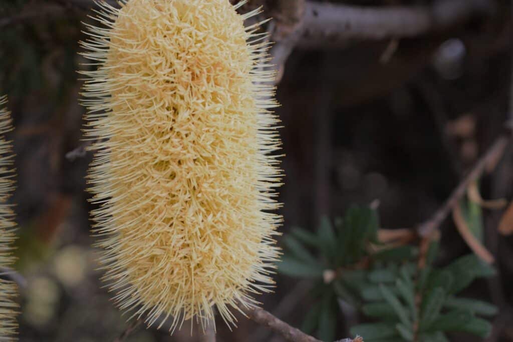 Coastal Banksia plant, Banksia integrifolia