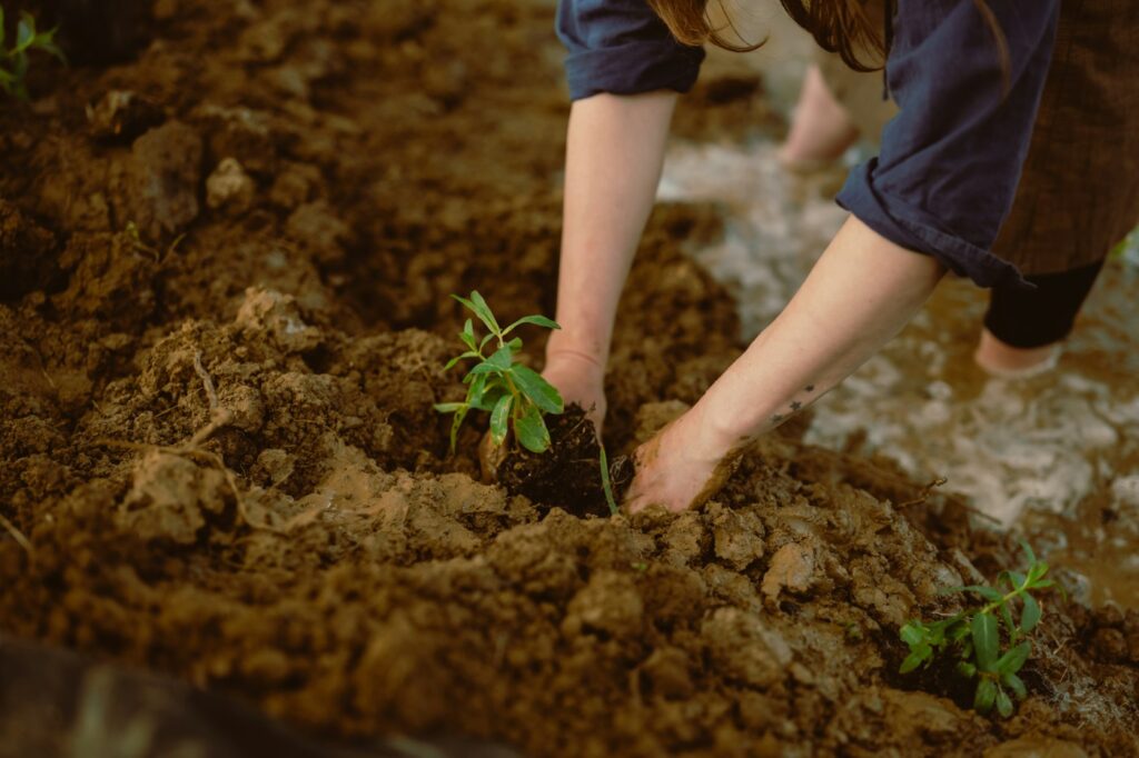 Hands planting a young seedling in soil, illustrative stock image for children's environmental learning